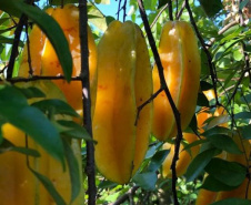 Frutas paranaenses ganham mercado internacional 