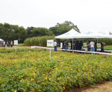 IDR-Paraná apresenta alternativas para uma agricultura mais sustentável e lucrativa nas culturas de feijão e milho