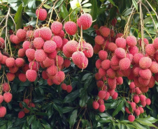 Frutas paranaenses ganham mercado internacional 