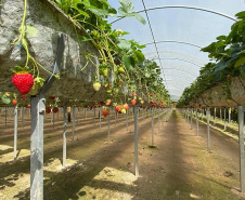 Dia Mundial da Água é comemorado com demonstrações de agricultura sustentável