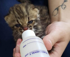 Governo do Paraná torna permanente o curso para voluntariado no cuidado de animais silvestres  - cURITIBA, 21/03/2022