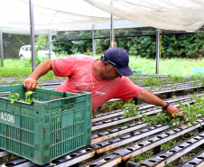 Certificação de orgânicos exige mudança na conduta do produtor em cuidados ambientais