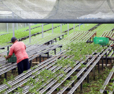 Certificação de orgânicos exige mudança na conduta do produtor em cuidados ambientais