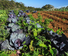 IDR-Paraná: pesquisa busca impulsionar a agricultura orgânica