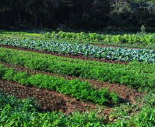 IDR-Paraná: pesquisa busca impulsionar a agricultura orgânica