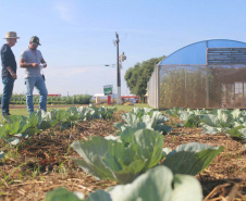 IDR-Paraná: pesquisa busca impulsionar a agricultura orgânica