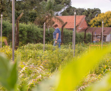 Parceria entre Hospital Universitário e Colégio Agrícola inicia produção de ervas terapêuticas