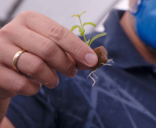 Parceria entre Hospital Universitário e Colégio Agrícola inicia produção de ervas terapêuticas