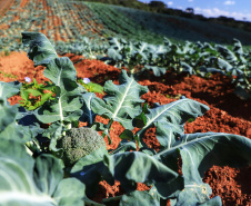 Paraná tem 10,5% da alimentação escolar proveniente de orgânicos