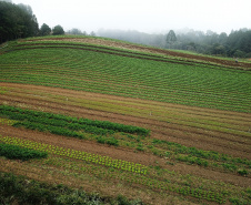 IDR-Paraná: pesquisa busca impulsionar a agricultura orgânica