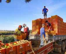 Paraná tem 10,5% da alimentação escolar proveniente de orgânicos