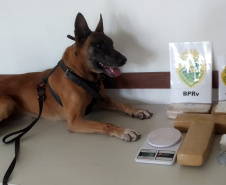 Cão de faro do BPRv descobre fundo falso com drogas dentro de uma casa em Guaratuba 