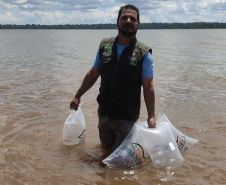 Rio Paranapanema conta com mais 105 mil peixes