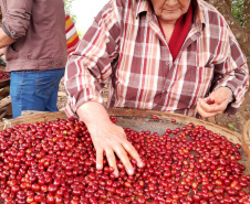 Mulheres do Café - 