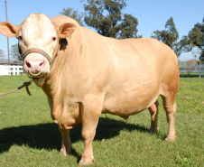  	Bicho do Paraná, Purunã é atração do IDR-Paraná na ExpoLondrina