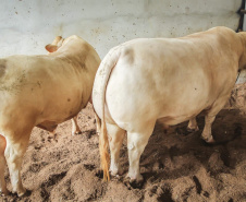  	Bicho do Paraná, Purunã é atração do IDR-Paraná na ExpoLondrina