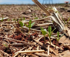 Produtores desconhecem bases da agricultura conservacionista, aponta estudo