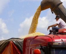 Produção de milho no Paraná deve alcançar recorde de 16 milhões de toneladas