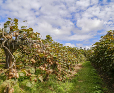 Paraná tem o maior Valor Bruto de Produção nacional em kiwi