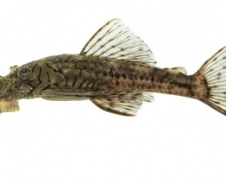 Espécie de peixe descoberta por professor da UEL é batizada de Ancistrus luzia