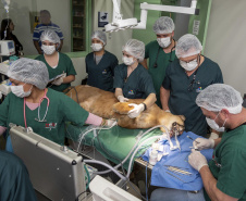 Onça parda recuperada ganha novo lar e segue em monitoramento no Oeste do Estado