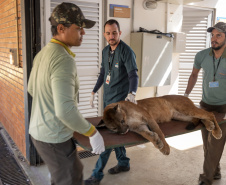 Onça parda recuperada ganha novo lar e segue em monitoramento no Oeste do Estado