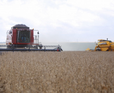 Produção de milho no Paraná deve alcançar recorde de 16 milhões de toneladas