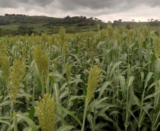 Sorgo pode ser alternativa para alimentar gado leiteiro no inverno