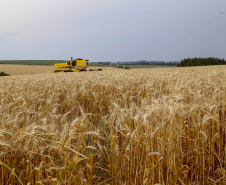 Produção de milho no Paraná deve alcançar recorde de 16 milhões de toneladas