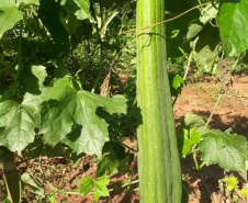 Apoio do Estado e cooperativismo ajudam a promover agricultura orgânica no Paraná 