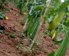 Apoio do Estado e cooperativismo ajudam a promover agricultura orgânica no Paraná 