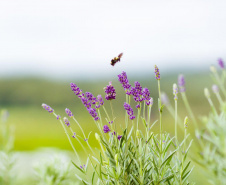 lavanda