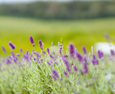 lavanda