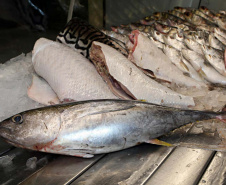 Vigilância Sanitária alerta sobre cuidados na compra de pescados para a Semana Santa