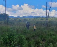  No Dia dos Povos Indígenas, IAT relembra parceria para conservação e recuperação da Floresta Estadual Metropolitana