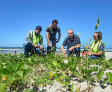 Litoral terá mais de 100 mil metros quadrados de restinga plantada em 2024