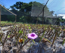 Litoral terá mais de 100 mil metros quadrados de restinga plantada em 2024