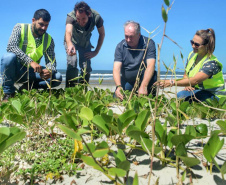 Litoral terá mais de 100 mil metros quadrados de restinga plantada em 2024