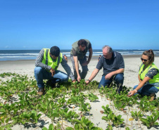 Litoral terá mais de 100 mil metros quadrados de restinga plantada em 2024