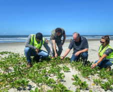 Litoral terá mais de 100 mil metros quadrados de restinga plantada em 2024