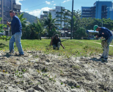 Litoral terá mais de 100 mil metros quadrados de restinga plantada em 2024