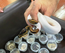 Polícia Militar do Paraná apreende animais silvestres e grande variedade de cobras - 