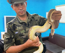 Polícia Militar do Paraná apreende animais silvestres e grande variedade de cobras - 