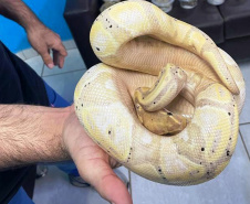 Polícia Militar do Paraná apreende animais silvestres e grande variedade de cobras - 