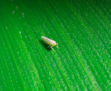 Adapar e Ministério da Agricultura monitoram praga que provoca perdas do milho no Paraná