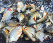 Paraná atinge a marca de 2 milhões de peixes nativos soltos em Bacias Hidrográficas