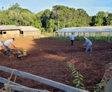 Parceria entre IDR-Paraná e Embrapa Hortaliças incentiva agricultor familiar a produzir alho semente