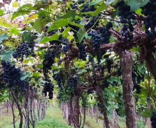 Produtores do Sudoeste debatem tecnologias para impulsionar a produção de uvas