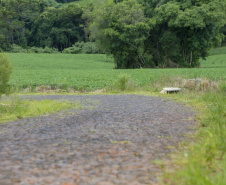 Estrada Rural na Comunidade de Ribeirão de Cima, em Teixeira Soares - 