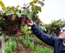 Produtores do Sudoeste debatem tecnologias para impulsionar a produção de uvas